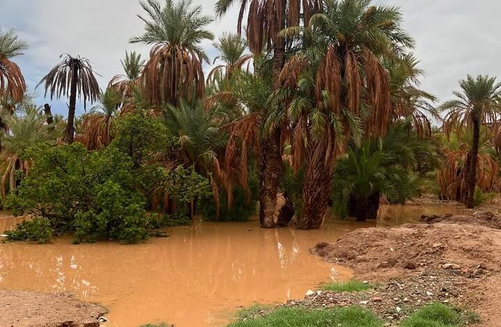 صورة للنخل و هو وسط الماء